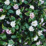 ヒメ日記 2025/03/14 09:34 投稿 新井 熟女の風俗最終章 横浜本店