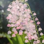 ヒメ日記 2025/05/27 11:24 投稿 新井 熟女の風俗最終章 横浜本店