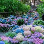 ヒメ日記 2025/06/10 12:05 投稿 新井 熟女の風俗最終章 横浜本店