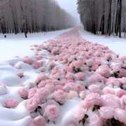 ヒメ日記 2026/01/28 11:34 投稿 新井 熟女の風俗最終章 横浜本店