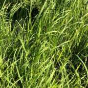 ヒメ日記 2025/06/30 16:38 投稿 陽ノ宮 江茉 名古屋貴楼館