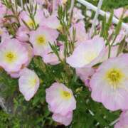 ヒメ日記 2025/05/08 18:45 投稿 朝倉　しおり 30・40・50代☆人妻熟女コレクション