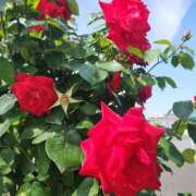 ヒメ日記 2025/05/13 19:02 投稿 朝倉　しおり 30・40・50代☆人妻熟女コレクション