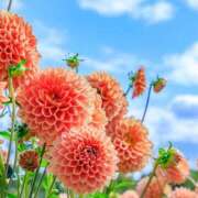 ヒメ日記 2025/09/02 18:33 投稿 朝倉　しおり 30・40・50代☆人妻熟女コレクション