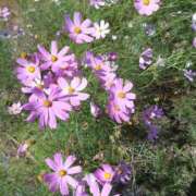 ヒメ日記 2025/09/30 18:10 投稿 中山菜々 五十路マダム 新潟店(カサブランカグループ)