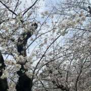 ヒメ日記 2025/03/28 16:34 投稿 水嶋ここあ 池袋パラダイス