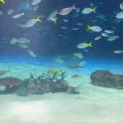 ヒメ日記 2025/08/25 14:29 投稿 水嶋ここあ 池袋パラダイス