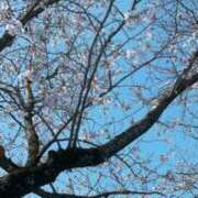 ヒメ日記 2025/04/07 06:04 投稿 ゆずき マリンマリン