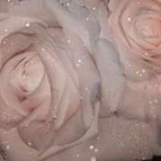 ゆずき 次回 マリン熊本本店