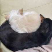 ヒメ日記 2025/11/30 05:08 投稿 るい 熟女総本店