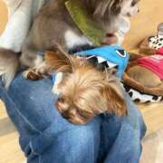 ヒメ日記 2025/12/02 23:33 投稿 なの みつらん鉄道