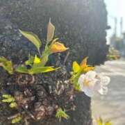 ヒメ日記 2025/03/26 10:15 投稿 ねね 素人妻達☆マイふぇらレディー