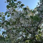 ヒメ日記 2025/04/13 12:03 投稿 ねね 素人妻達☆マイふぇらレディー