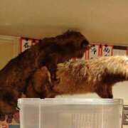 ヒメ日記 2025/04/19 05:45 投稿 ねね 素人妻達☆マイふぇらレディー