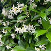 ヒメ日記 2025/06/13 09:07 投稿 ねね 素人妻達☆マイふぇらレディー