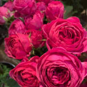 ヒメ日記 2025/02/26 21:45 投稿 なみ 奥鉄オクテツ東京店（デリヘル市場）