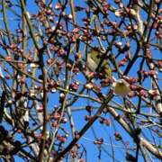 ヒメ日記 2025/03/04 14:45 投稿 京極(きょうごく) 人妻城 横浜本店