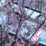 ヒメ日記 2025/03/20 15:03 投稿 京極(きょうごく) 人妻城 横浜本店