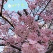 ヒメ日記 2025/03/26 15:21 投稿 京極(きょうごく) 人妻城 横浜本店