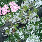 ヒメ日記 2025/03/28 10:03 投稿 京極(きょうごく) 人妻城 横浜本店