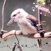 ヒメ日記 2025/04/01 12:15 投稿 京極(きょうごく) 人妻城 横浜本店