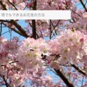 ヒメ日記 2025/04/02 13:27 投稿 京極(きょうごく) 人妻城 横浜本店