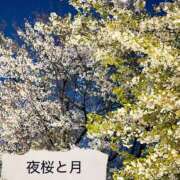 ヒメ日記 2025/04/05 23:02 投稿 京極(きょうごく) 人妻城 横浜本店