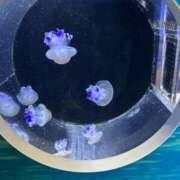 ヒメ日記 2025/04/21 14:40 投稿 京極(きょうごく) 人妻城 横浜本店