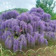 ヒメ日記 2025/04/23 14:10 投稿 京極(きょうごく) 人妻城 横浜本店