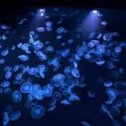 ヒメ日記 2025/04/08 20:53 投稿 すい 秋葉原コスプレ学園in仙台