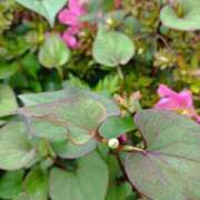 ヒメ日記 2025/05/12 18:20 投稿 水朝美樹（ニューハーフ） 人妻生レンタル