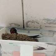 ヒメ日記 2025/05/14 18:10 投稿 水朝美樹（ニューハーフ） 人妻生レンタル