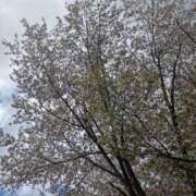 ヒメ日記 2025/05/16 13:38 投稿 水朝美樹（ニューハーフ） 人妻生レンタル