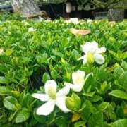 ヒメ日記 2025/06/12 20:31 投稿 水朝美樹（ニューハーフ） 人妻生レンタル