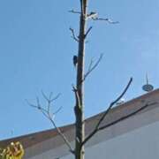 ヒメ日記 2025/07/19 08:40 投稿 水朝美樹（ニューハーフ） 人妻生レンタル