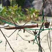 ヒメ日記 2025/08/01 12:56 投稿 水朝美樹（ニューハーフ） 人妻生レンタル