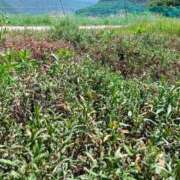 ヒメ日記 2025/08/22 11:20 投稿 水朝美樹（ニューハーフ） 人妻生レンタル