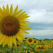 ヒメ日記 2025/08/29 18:20 投稿 水朝美樹（ニューハーフ） 人妻生レンタル