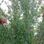 ヒメ日記 2025/10/29 12:20 投稿 水朝美樹（ニューハーフ） 人妻生レンタル