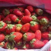 ヒメ日記 2025/11/13 08:34 投稿 水朝美樹（ニューハーフ） 人妻生レンタル