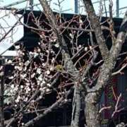 ヒメ日記 2026/02/03 11:20 投稿 水朝美樹（ニューハーフ） 人妻生レンタル