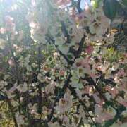 水朝美樹（ニューハーフ） 4月2日🌸 人妻生レンタル