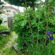 ヒメ日記 2026/04/30 20:55 投稿 水朝美樹（ニューハーフ） 人妻生レンタル