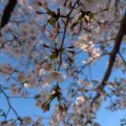 ヒメ日記 2026/04/03 17:29 投稿 しずく ちゃんこ摂津・茨木店