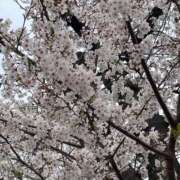 ヒメ日記 2025/04/03 13:43 投稿 ちひろ CLUB DEEP 博多