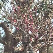 ヒメ日記 2025/03/01 15:18 投稿 すず 日本橋熟女咲裸（さくら）