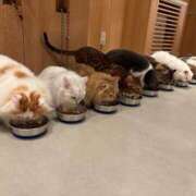 ヒメ日記 2025/03/20 15:11 投稿 ろこん ばつぐん素人プロダクション