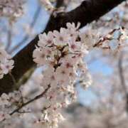 ヒメ日記 2025/04/07 18:03 投稿 ろこん 京都デリヘル女学院