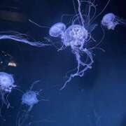 ヒメ日記 2025/02/28 11:03 投稿 いのり 素人妻御奉仕倶楽部Hip's松戸店