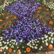 ヒメ日記 2025/03/24 10:08 投稿 いのり 素人妻御奉仕倶楽部Hip's松戸店